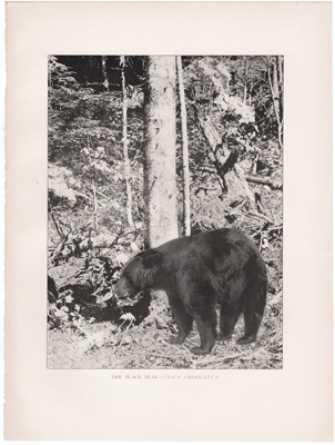 THE BLACK BEAR – URSUS AMERICANUS
